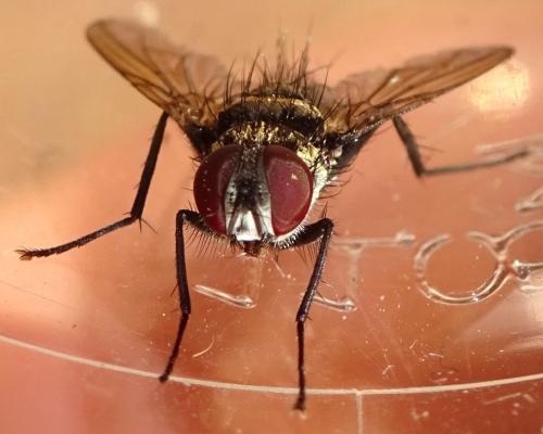 Trigonospila transvittata